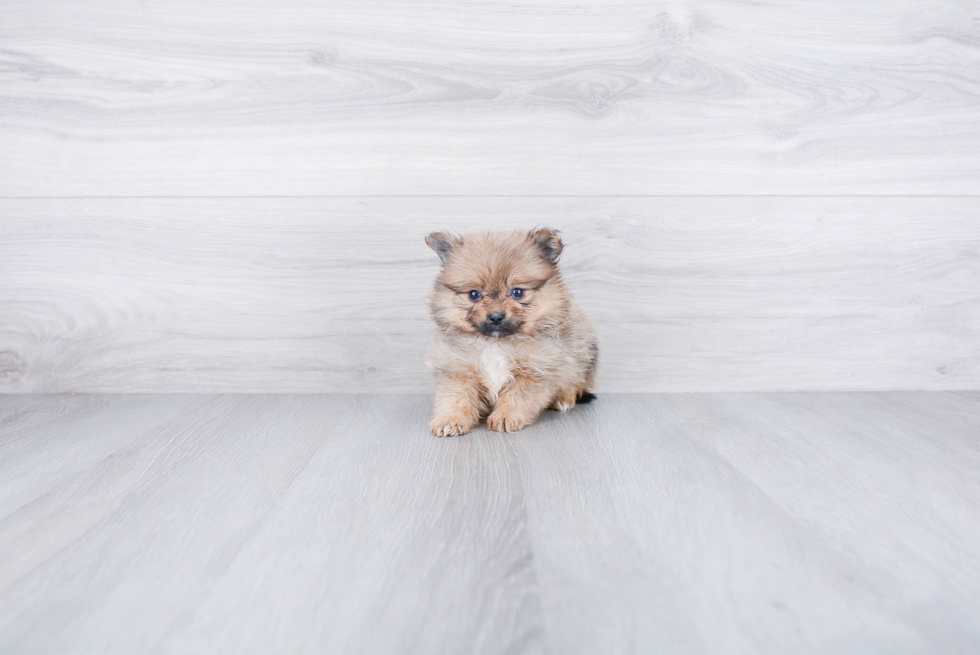 Best Pomeranian Baby