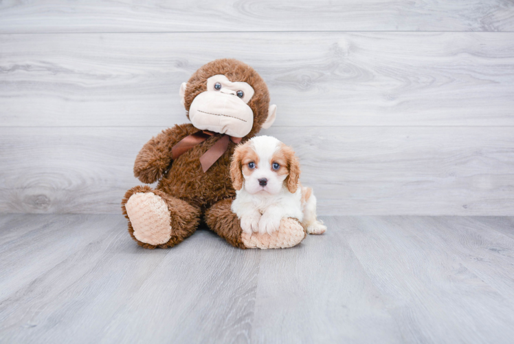 Akc Registered Cavalier King Charles Spaniel Baby