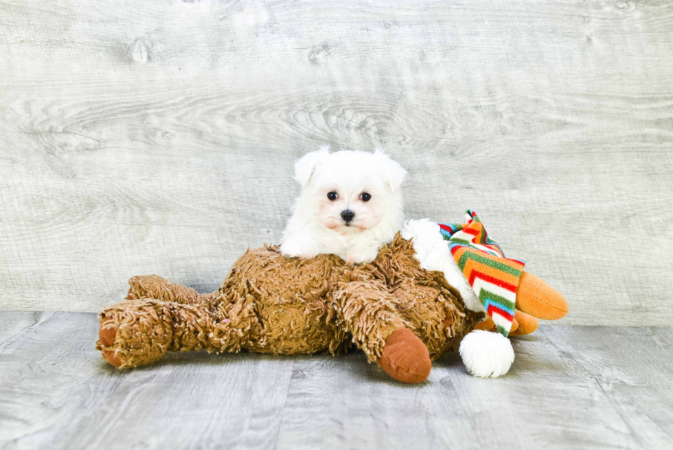 Maltese Pup Being Cute