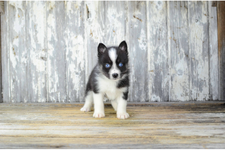 Sweet Pomsky Baby