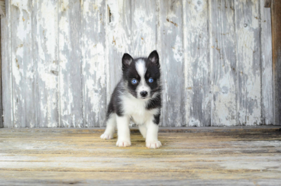 Sweet Pomsky Baby