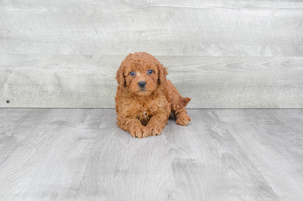 Popular Mini Goldendoodle Poodle Mix Pup