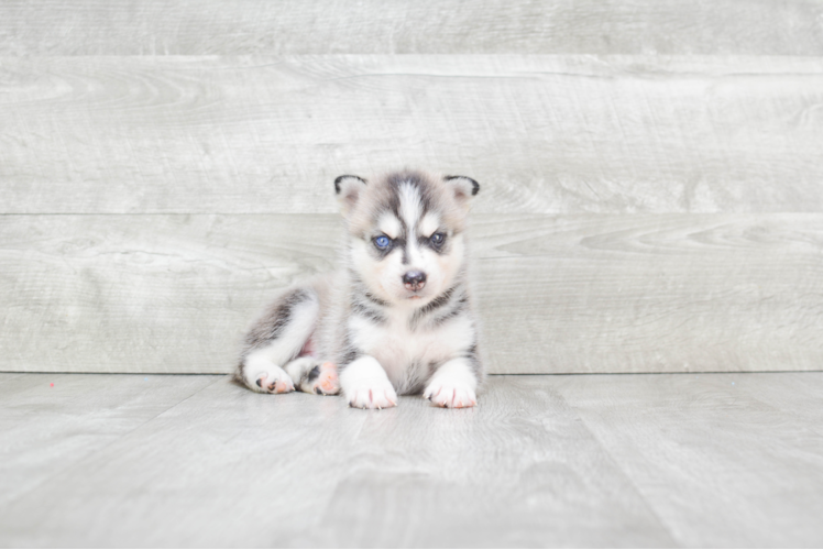 Pomsky Pup Being Cute