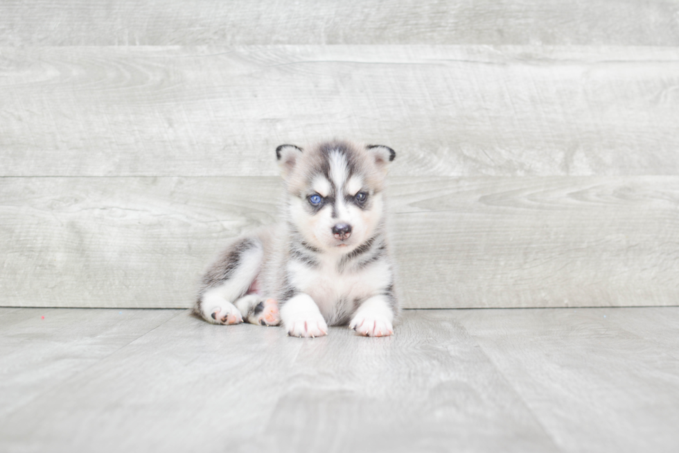 Pomsky Pup Being Cute