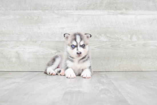 Pomsky Pup Being Cute