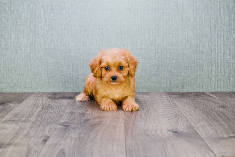 Best Cavapoo Baby