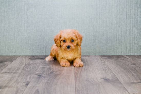 Best Cavapoo Baby