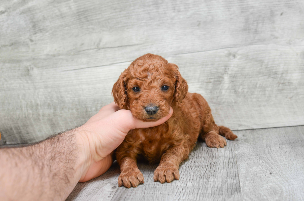 Small Mini Goldendoodle Baby