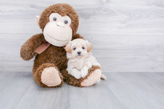 Playful Maltese Poodle Poodle Mix Puppy