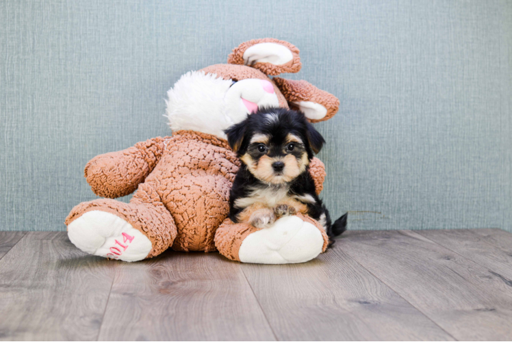 Best Morkie Baby