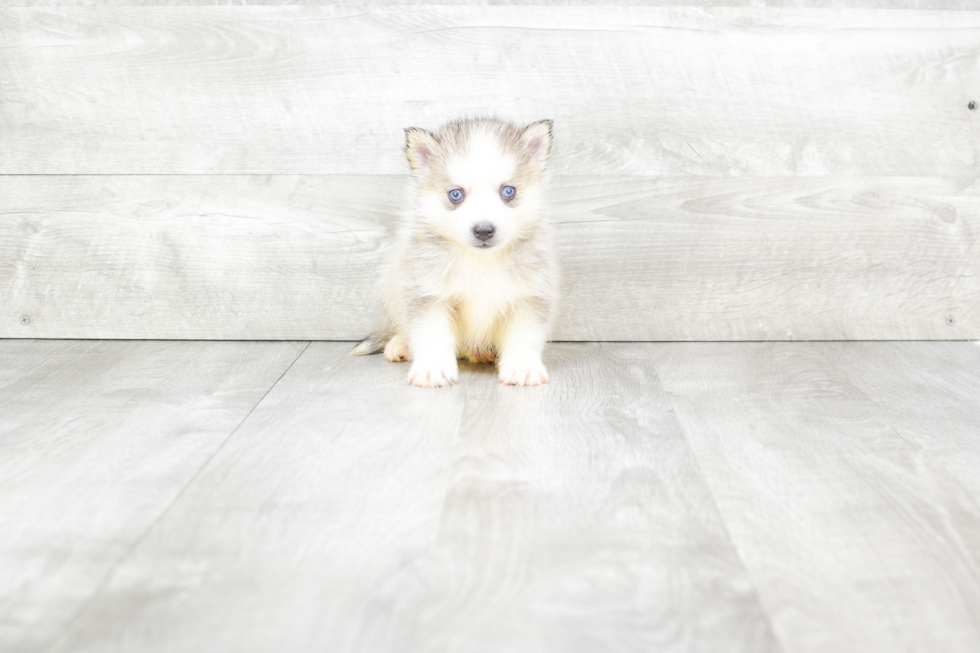 Happy Pomsky Baby