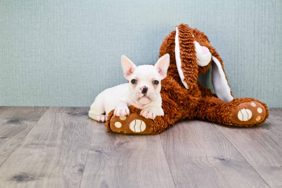 Best French Bulldog Baby