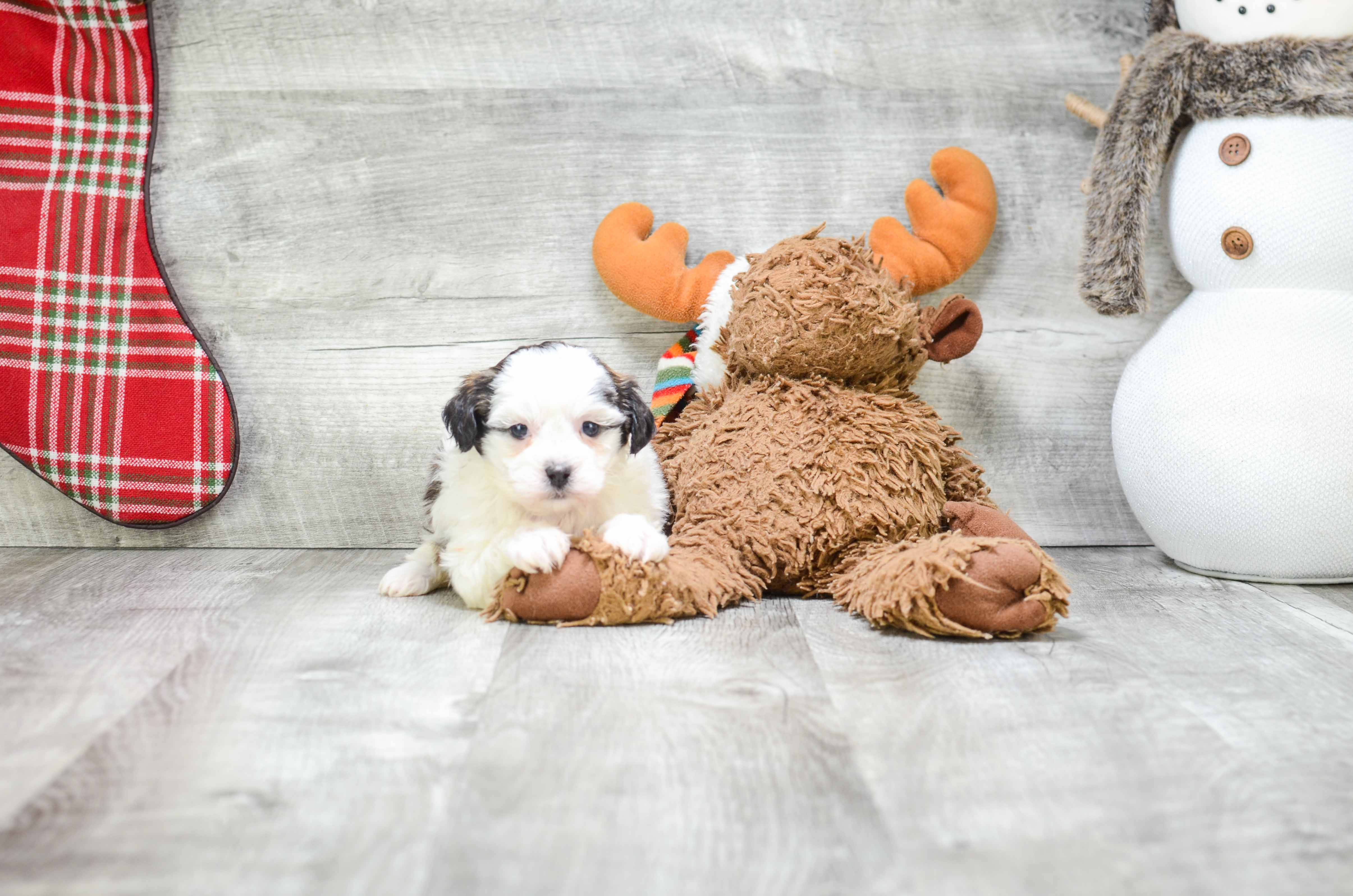 Happy Teddy Bear Baby