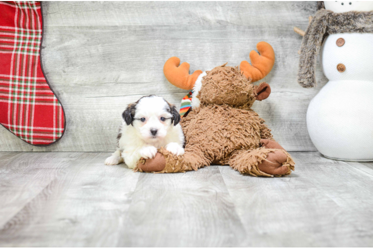 Happy Teddy Bear Baby