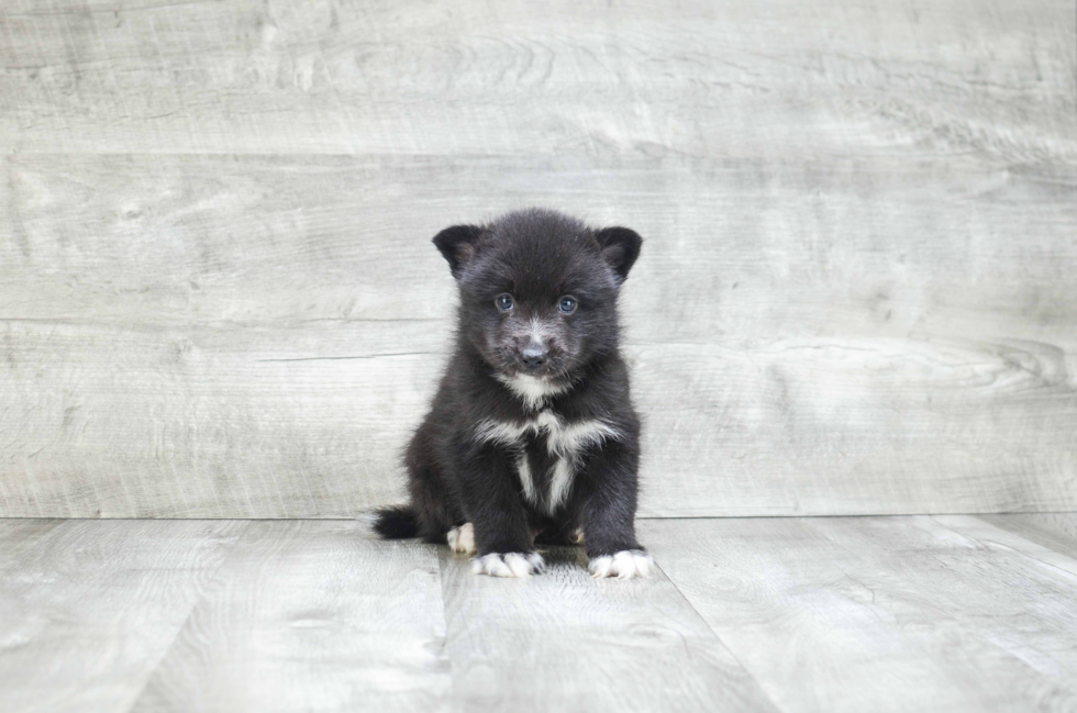 Sweet Pomsky Baby