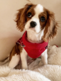 Friendly Cavalier King Charles Spaniel Purebred Pup