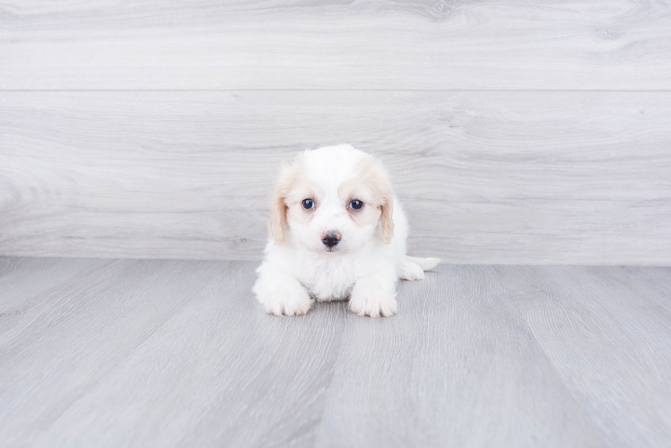 Cavachon Pup Being Cute