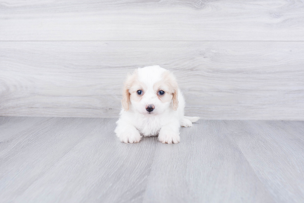 Cavachon Pup Being Cute