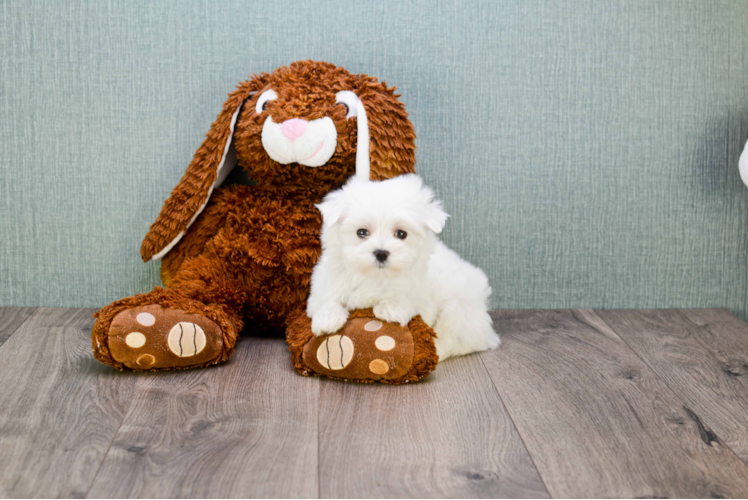 Friendly Maltese Purebred Pup