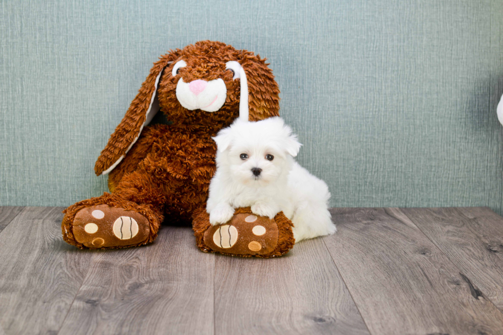 Friendly Maltese Purebred Pup