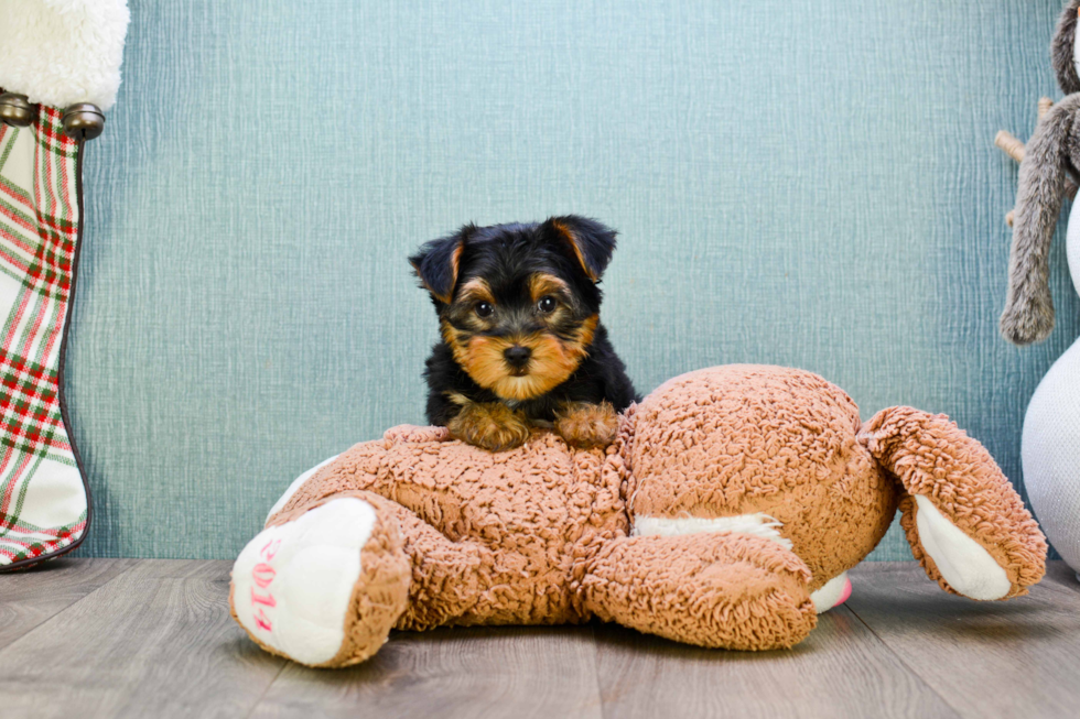 Meet Rascal - our Yorkshire Terrier Puppy Photo 