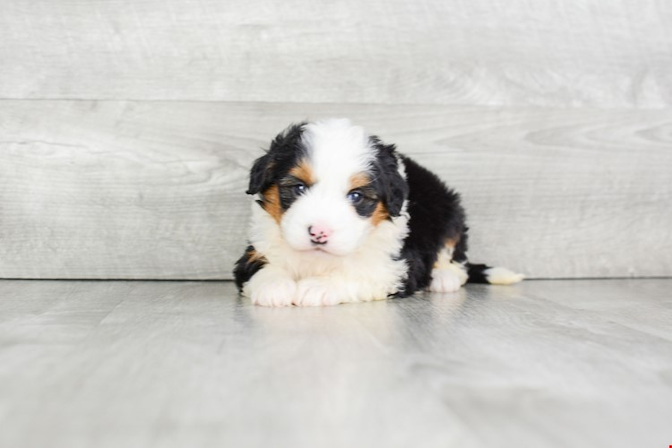 Fluffy Mini Bernedoodle Poodle Mix Pup