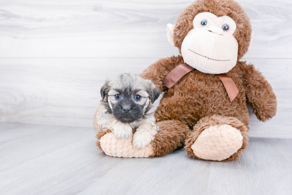 Teddy Bear Pup Being Cute