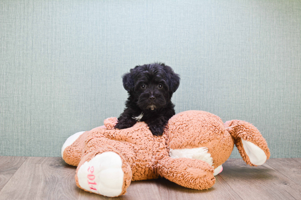 Happy Yorkie Poo Baby