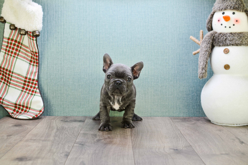 Sweet Frenchie Purebred Puppy