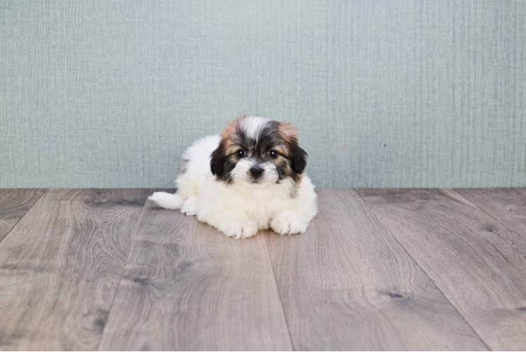 Playful Shi Chon Designer Puppy