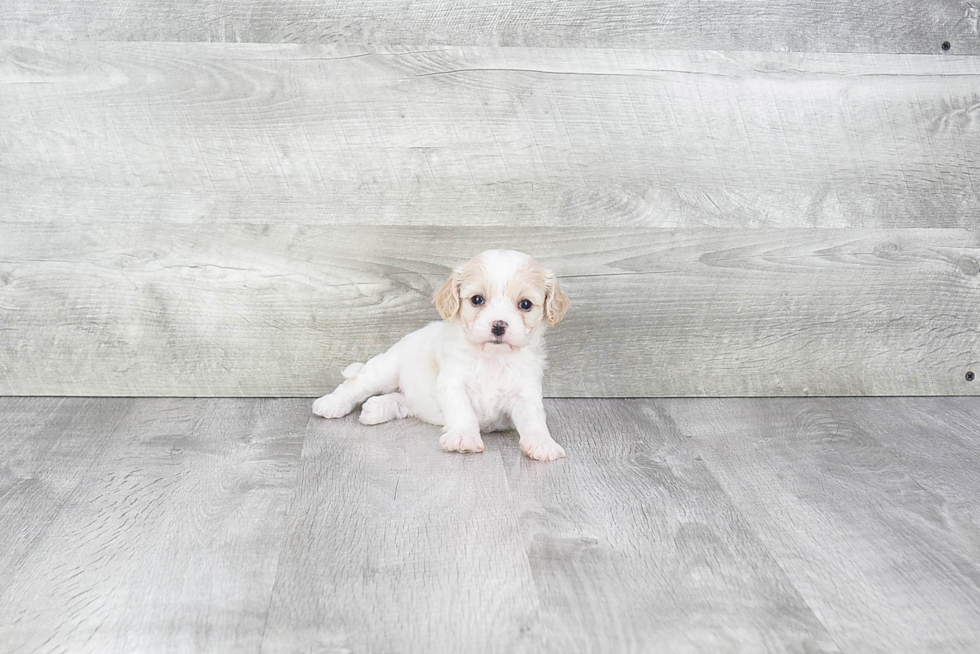 Hypoallergenic Cavalier Designer Puppy