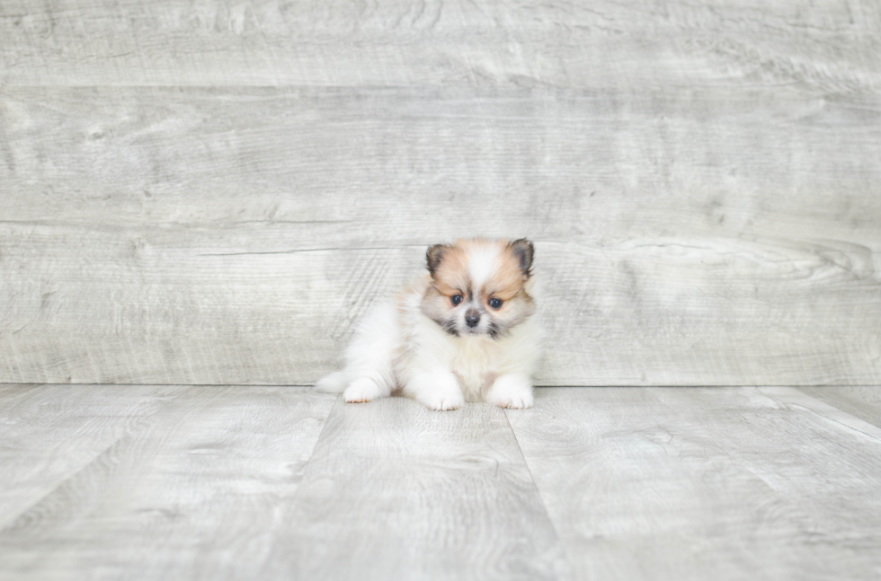 Little Pomeranian Purebred Pup