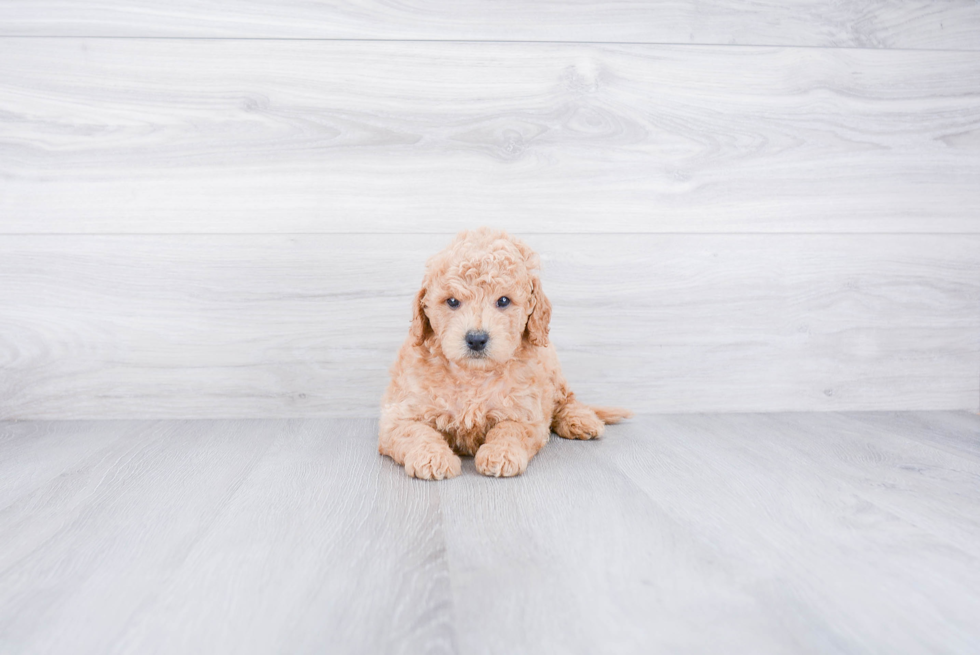 Mini Goldendoodle Puppy for Adoption