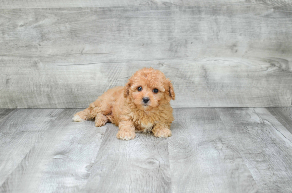 Cavapoo Puppy for Adoption