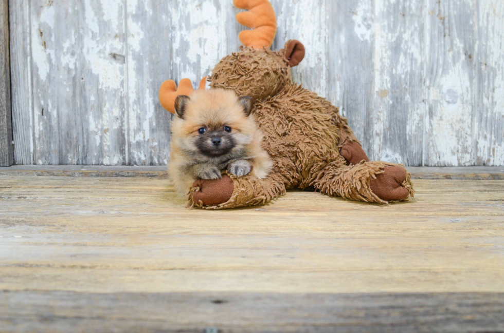 Cute Pomeranian Purebred Puppy