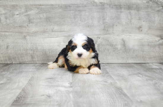 Popular Mini Bernedoodle Poodle Mix Pup