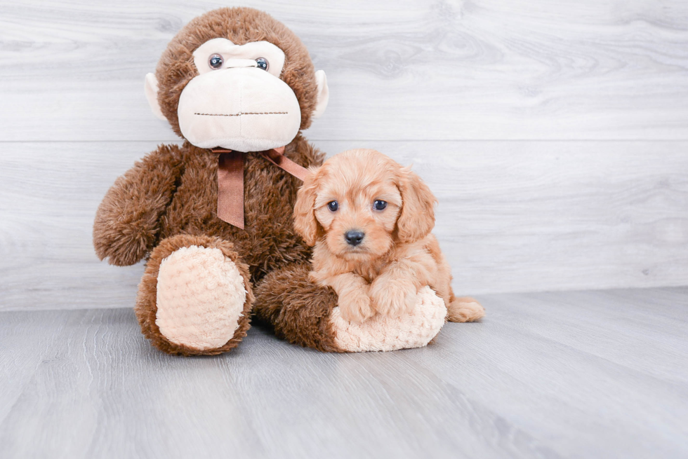 Cavapoo Puppy for Adoption