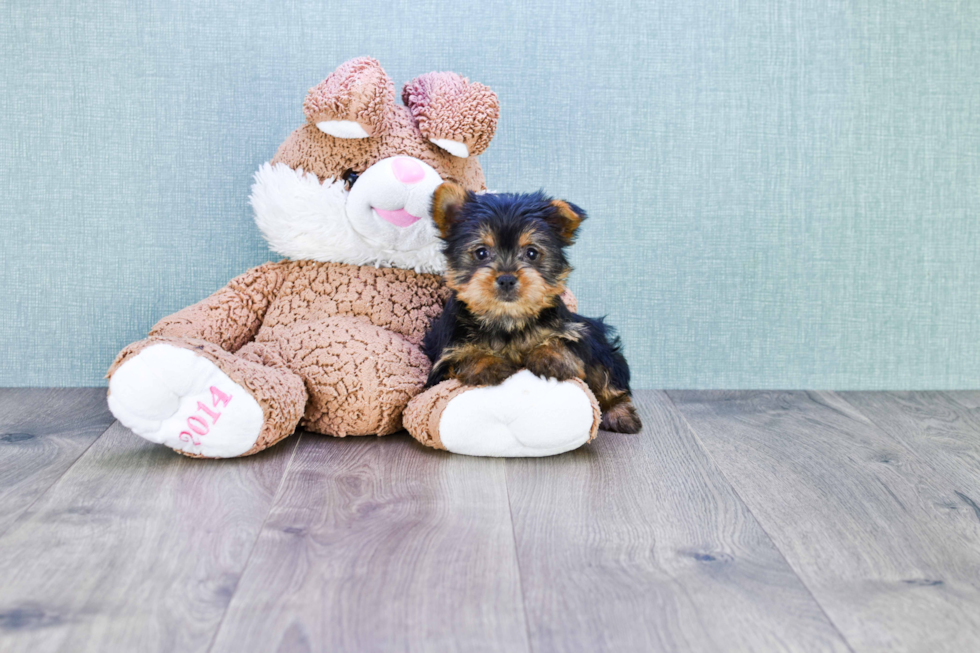 Meet Sasha - our Yorkshire Terrier Puppy Photo 