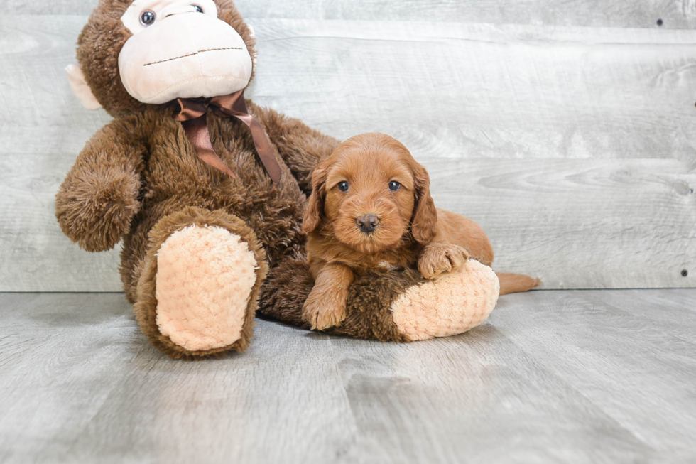 Hypoallergenic Golden Retriever Poodle Mix Puppy