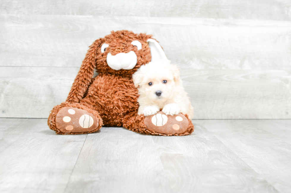 Smart Maltipoo Poodle Mix Pup