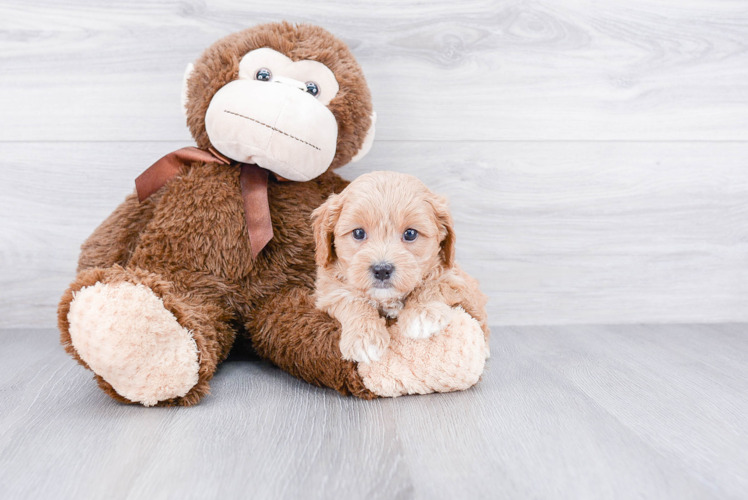 Adorable Cavoodle Poodle Mix Puppy