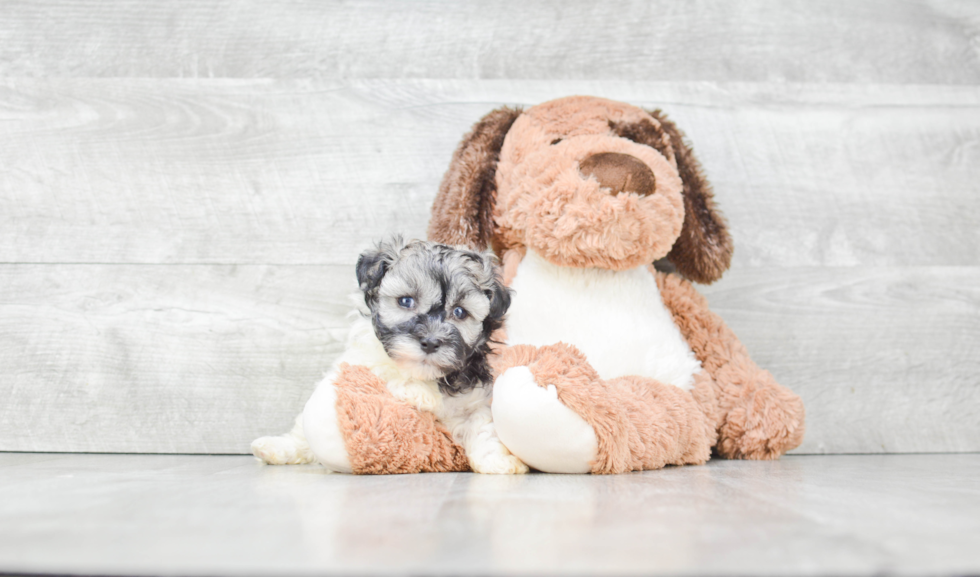 Havanese Puppy for Adoption