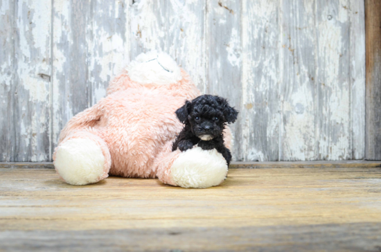 Poodle Pup Being Cute