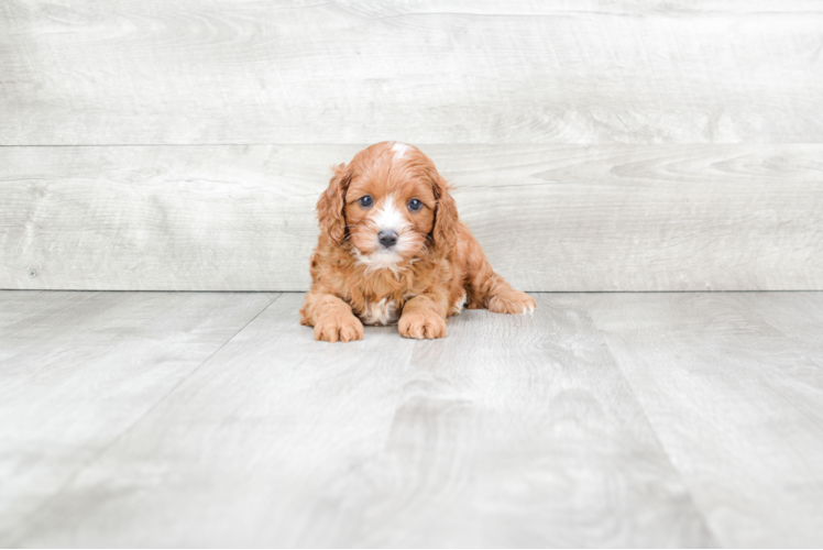 Popular Cavapoo Poodle Mix Pup