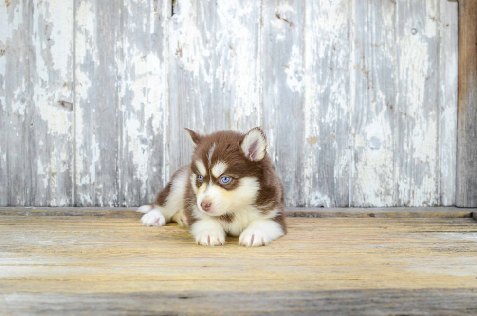 Cute Pomsky Baby