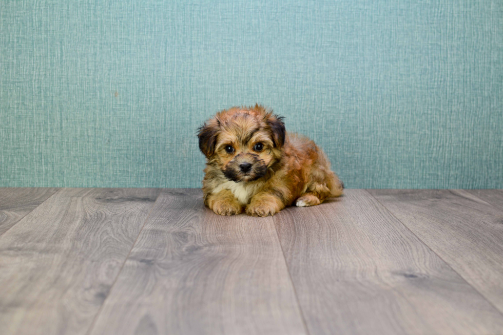 Meet Jackson - our Morkie Puppy Photo 