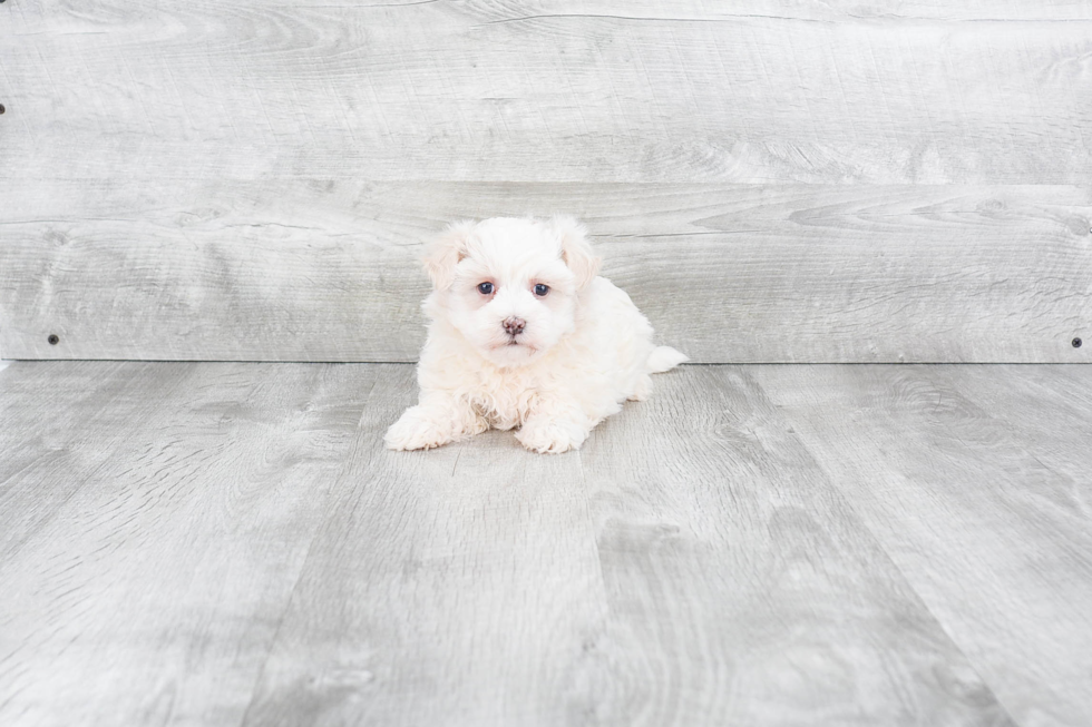 Smart Maltipoo Poodle Mix Pup