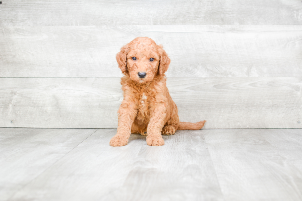 Little Golden Retriever Poodle Mix Puppy