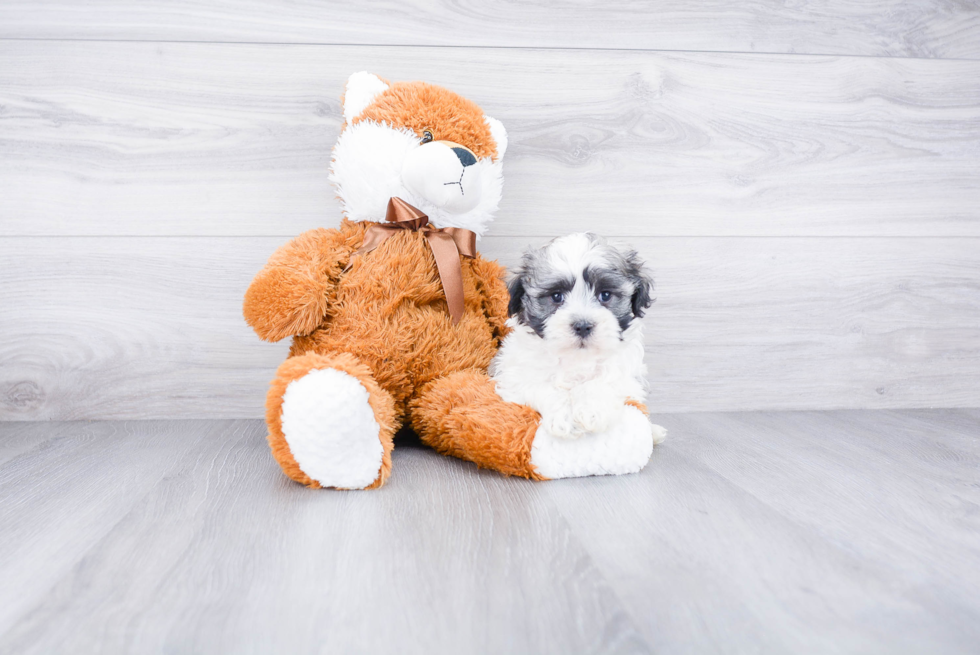 Playful Havanese Baby