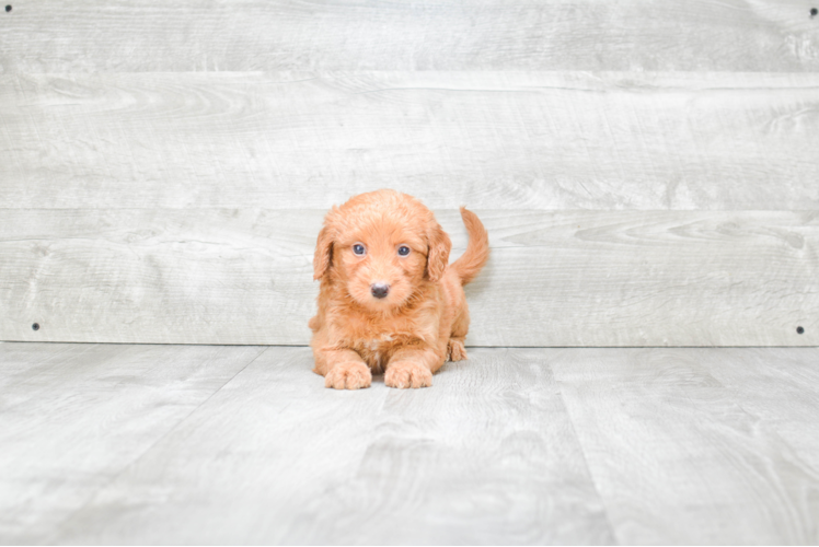 Best Mini Goldendoodle Baby